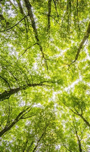 Loving forest · Alannia Sostenible