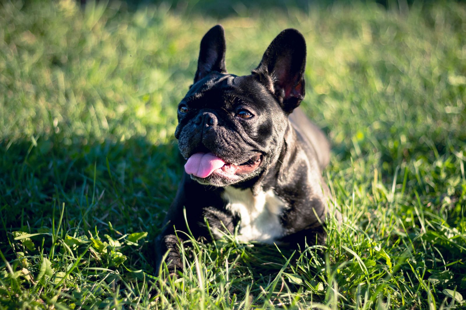 Faciliteiten Alannia Costa Dorada: Honden Toegelaten