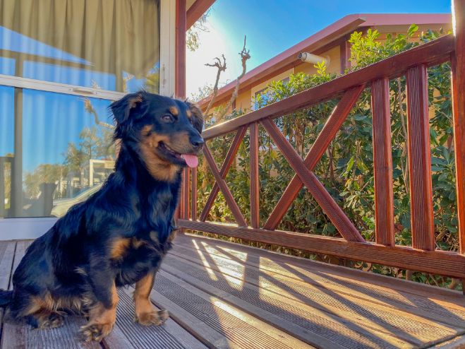 Pet friendly · Alannia Resorts